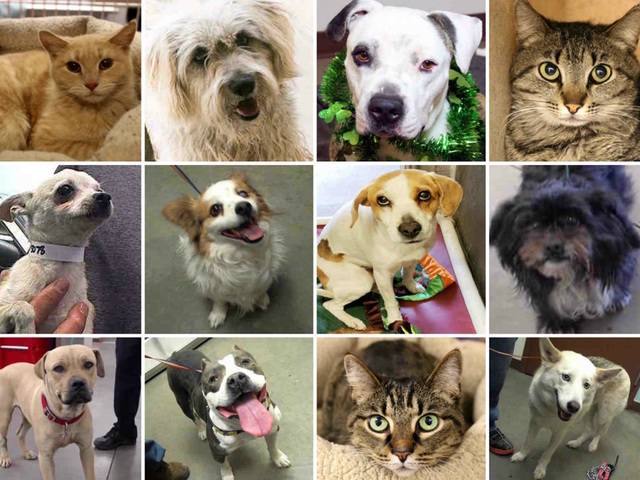 Today: FREE pet adoptions at Maricopa County’s Phoenix, Mesa animal